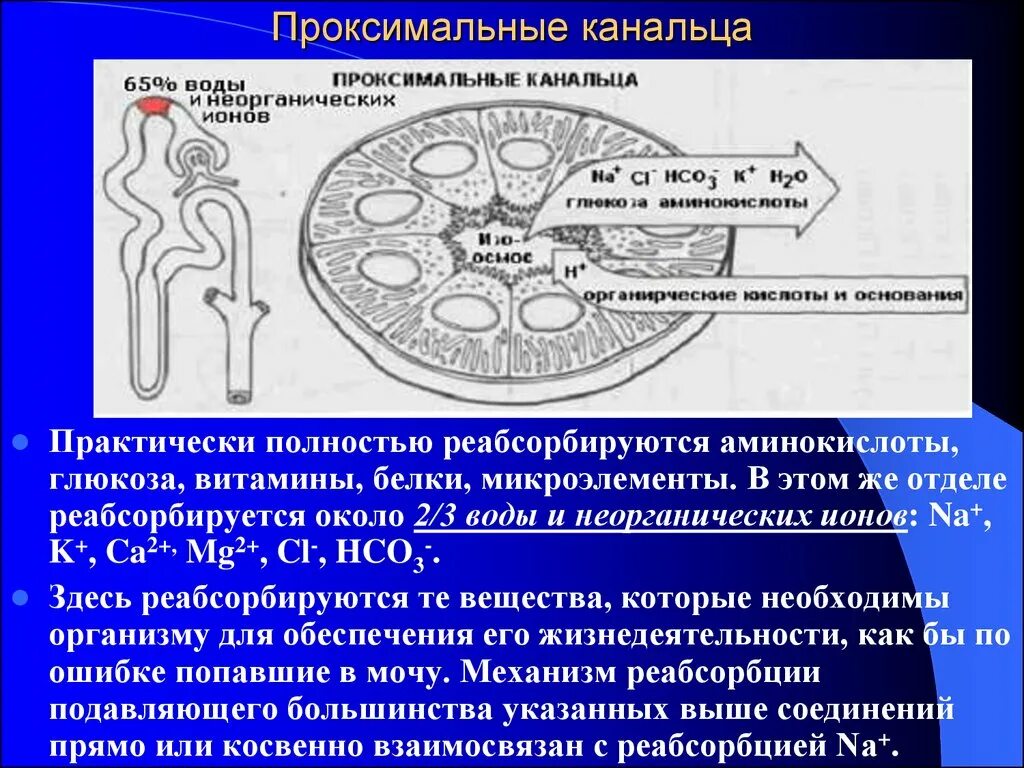 Белковые канальцы. Проксимальные канальца. Проксимальный почечный каналец. Процессы в проксимальном канальце. Белки % реабсорбции в проксимальном канальце.