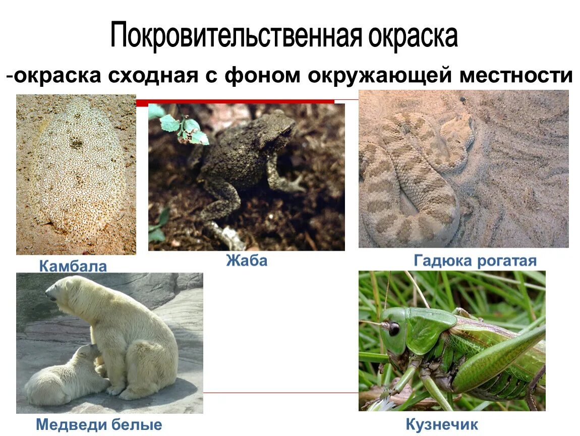 Маскировка примеры адаптации. Мимикрия покровительственная окраска предупреждающая окраска. Покрааительсвенная октамка. Покровительственная окраска примеры животных. Кокровительственная ок.