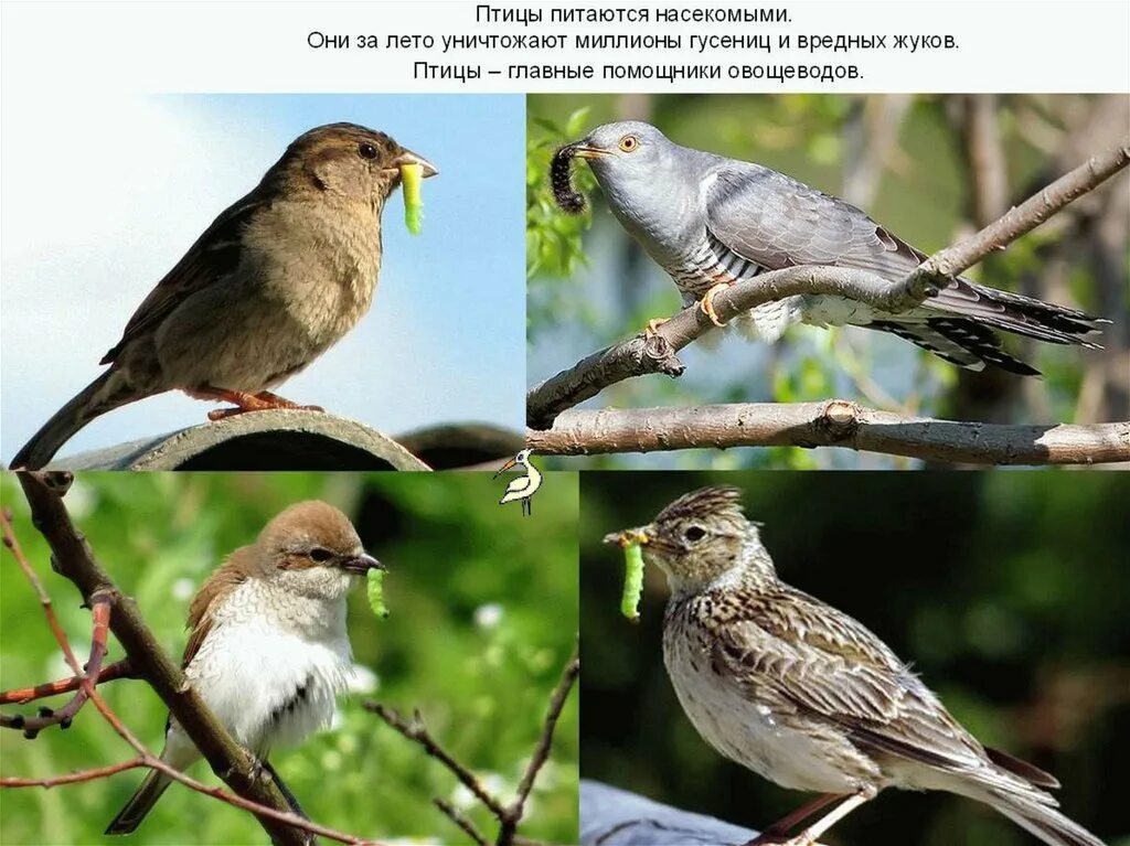 Каких птиц и насекомых. Птицы вредители. птицы уничтожают вредных насекомых. птицы помощники. полезные птицы.
