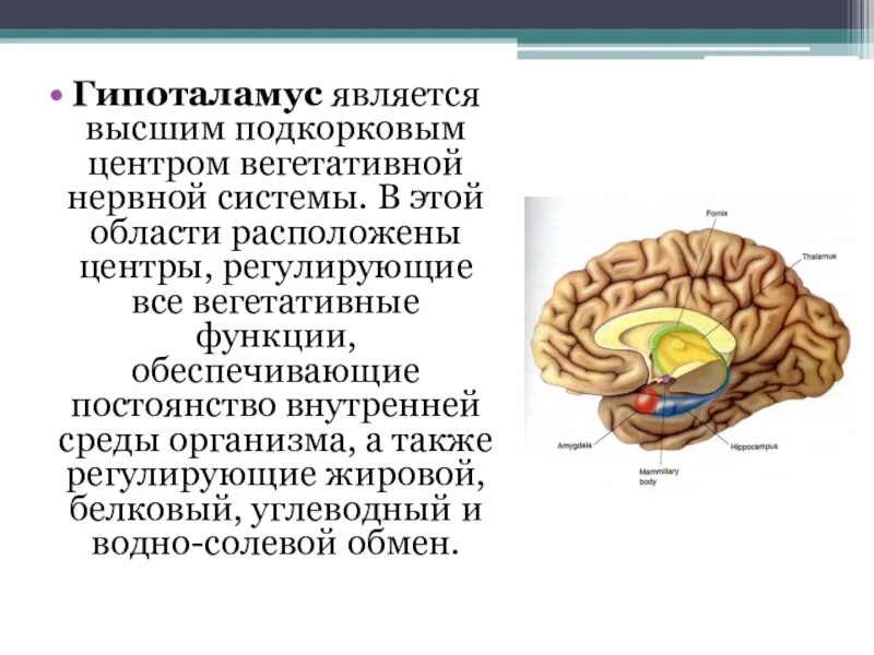 Таламус и гипоталамус. Функции отделов мозга таламус. Промежуточный мозг строение и функции таблица. Таламус выполняет функции.