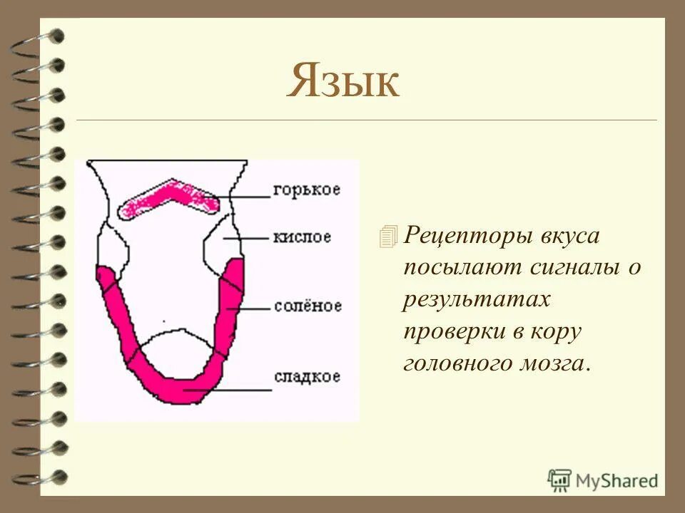 Лимон во рту. Вкус картинки. Вкусовые ощущения. Вяжущее ощущение во рту 8 букв. Шегрена слюнные железы.