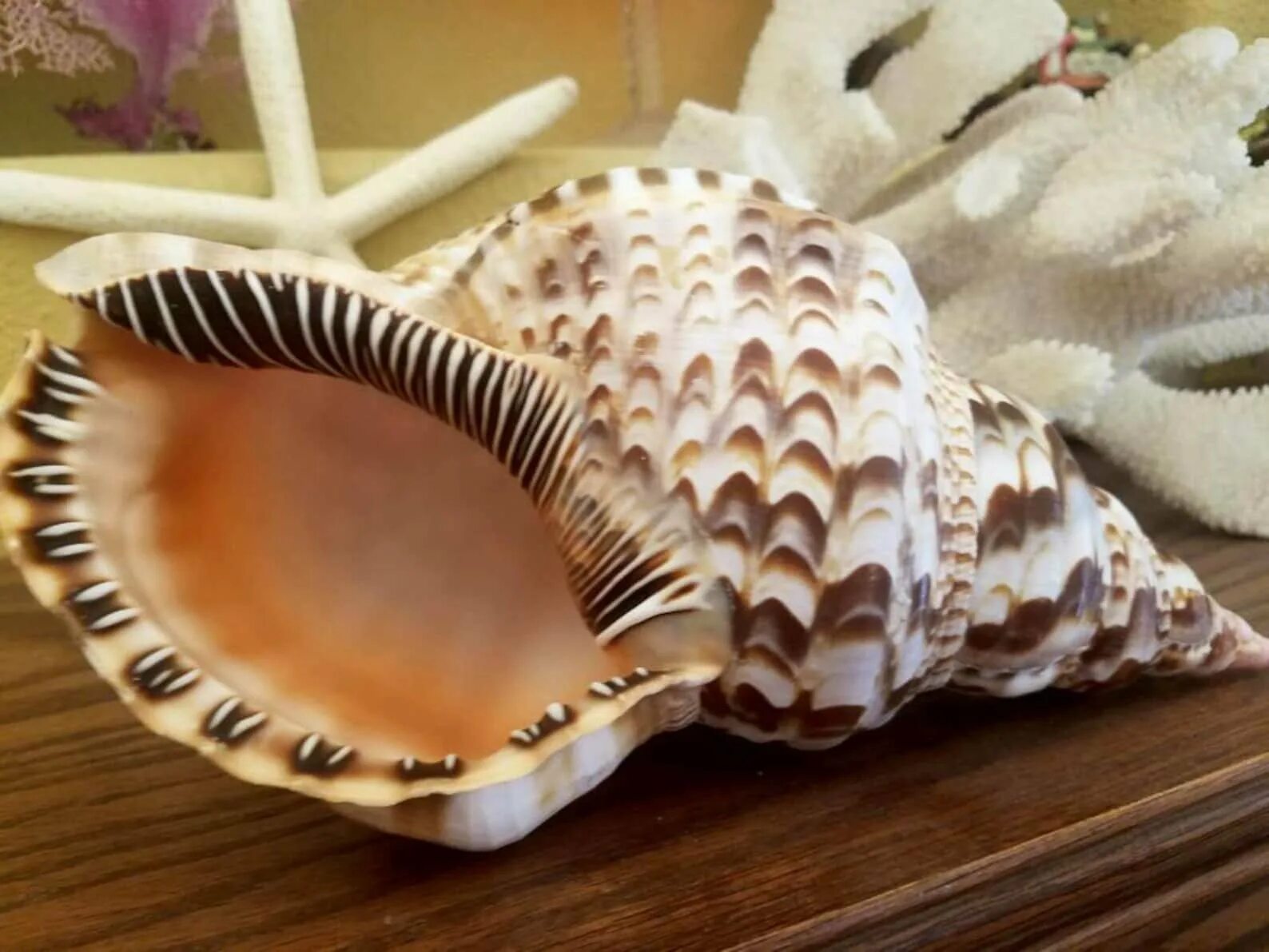 Раковина Conch Shell. Ракушки морские. Красивые ракушки. Красивые морские раковины. Ракушки недорого