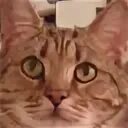 Кот димон. Кот димон