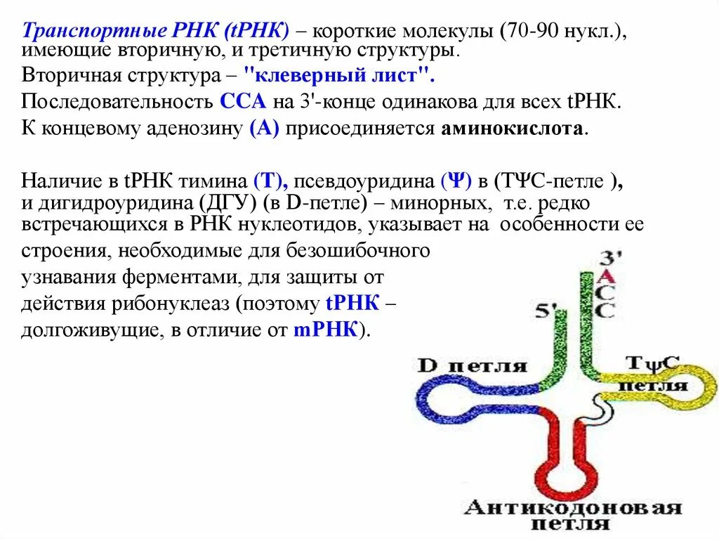 Вторичная структура РНК клеверный лист. Вторичная и третичная структура ТРНК. Транспортная РНК. Третичная структура РНК.