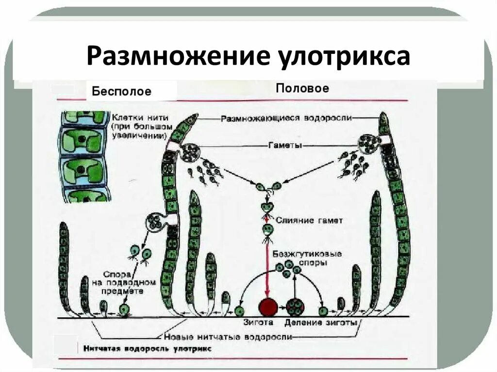 Цикл жизни улотрикса. Схема размножения улотрикса. Жизненный цикл цикл улотрикса. Улотрикс жизненный цикл. Что является спорофитом и гаметофитом улотрикса