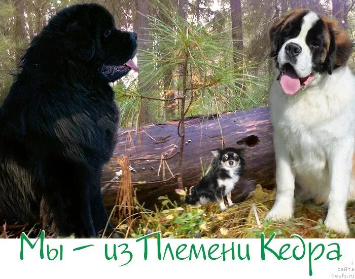 Сенбернар и ньюфаундленд. Ньюфаундленд сенбернар московская сторожевая. щенки сенбернара и ньюфаундленда. московская сторожевая и ньюфаундленд. сенбернар водолаз собака.