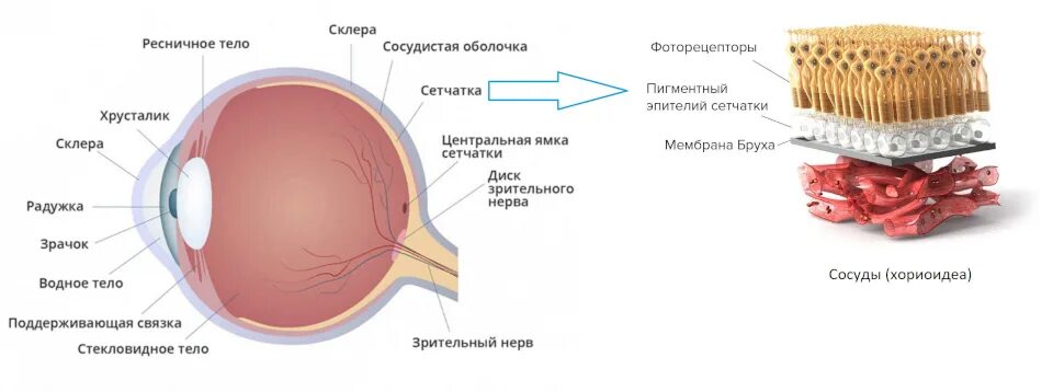 Что фокусирует изображение на сетчатку