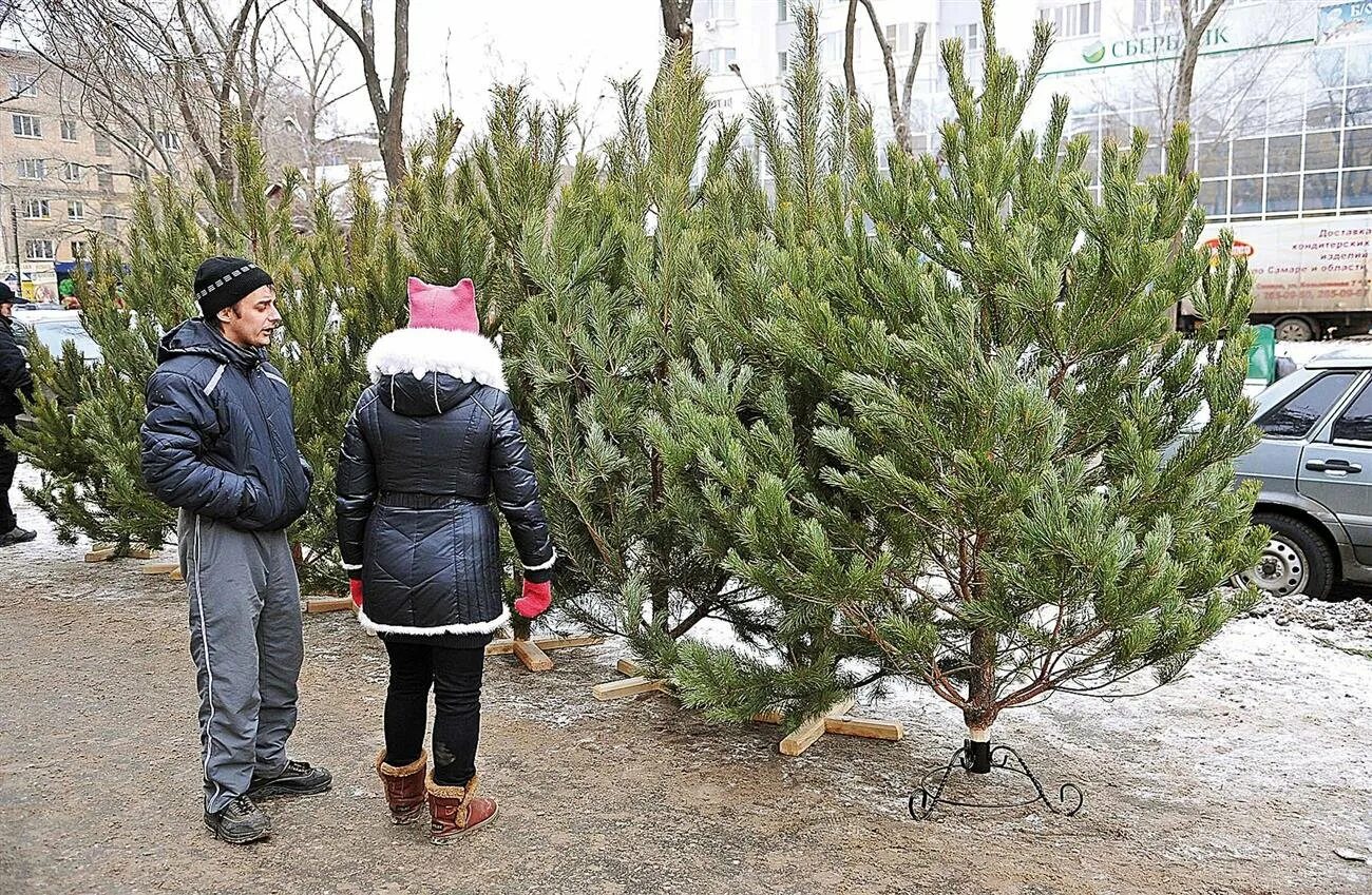 Сосна елочный базар. Живая елка сосна на рынке. Сосна на новый год. Сосна Новогодняя.