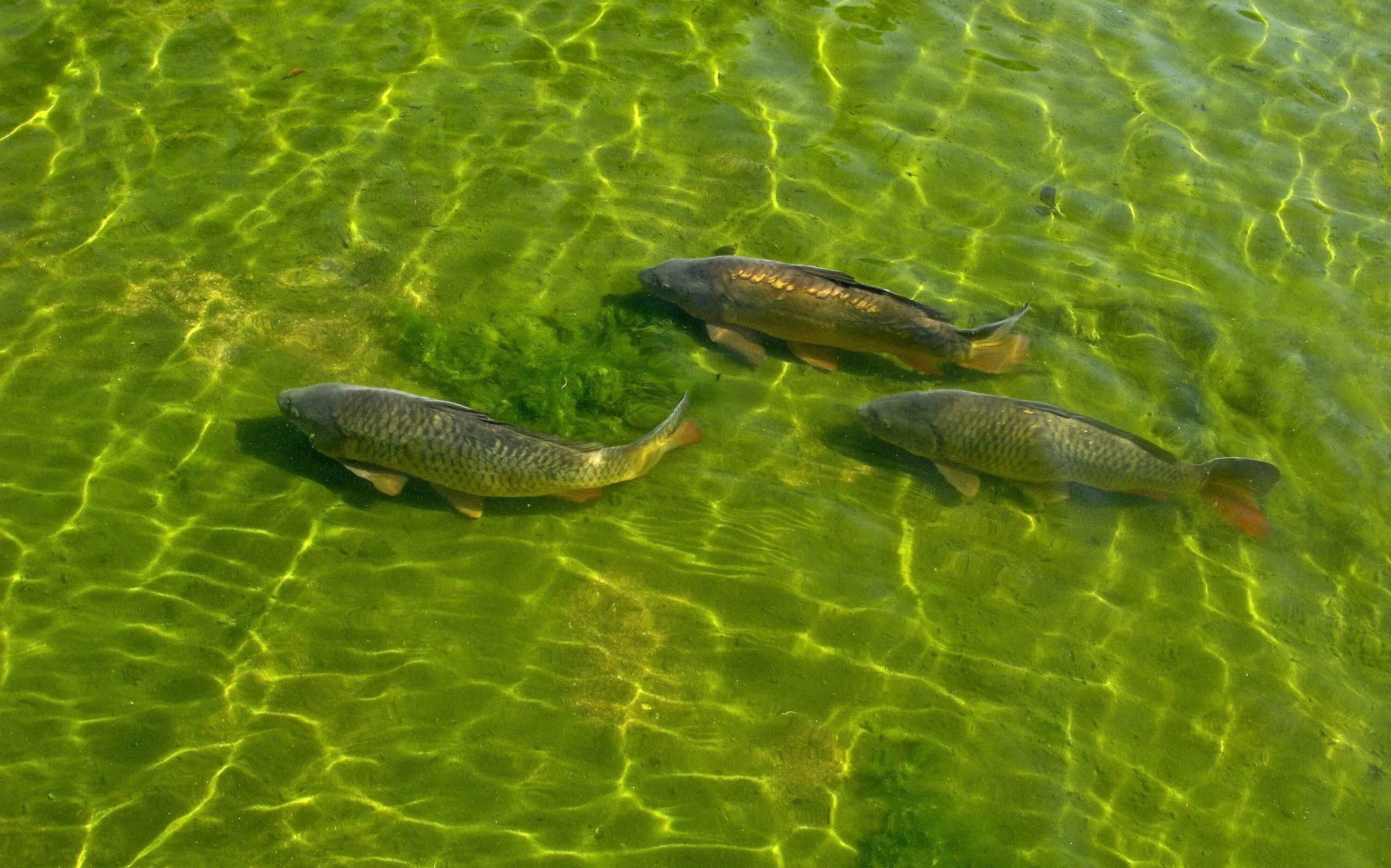 Рыбоводство Карп Прудовое. Сазан и Карп. Рыба в озере. Мелководье рыбы. Есть ли в озере рыбы