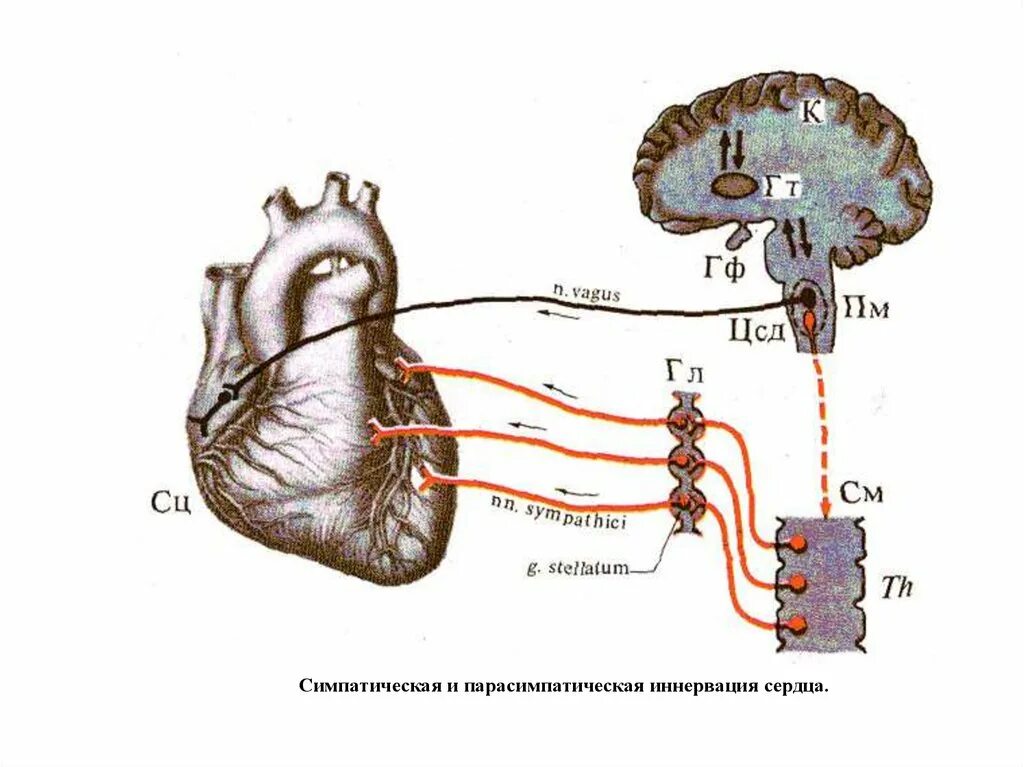 Иннервация и рефлексы. Иннервация сердца вегетативная нервная система. Вегетативная иннервация надпочечников. Нервная парасимпатическая регуляция сердечной деятельности. Симпатическая и парасимпатическая иннервация сердца.