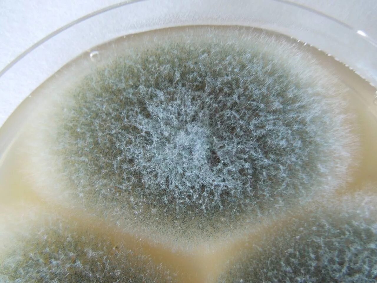 Плесень месте. Грибы Aspergillus flavus. Плесневые грибы Aspergillus. Аспергилл грибок плесень. Аспергиллус грибок аспергиллус.