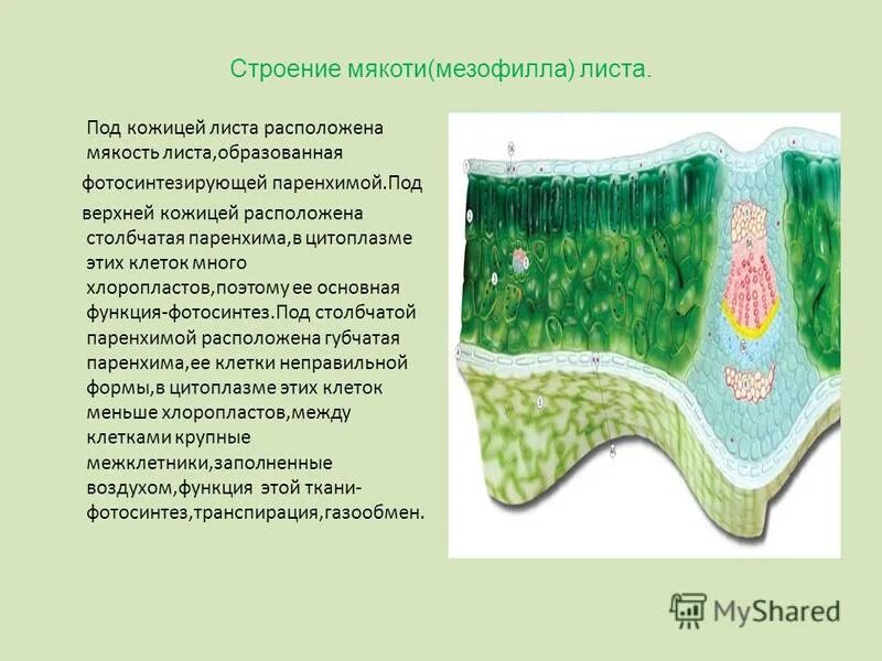 Мякоть листа название. Строение ткани мезофилла листа. Строение мезофилла листа. Мезофилл листа в ткани клетки. Основная ткань мякоть листа столбчатая.