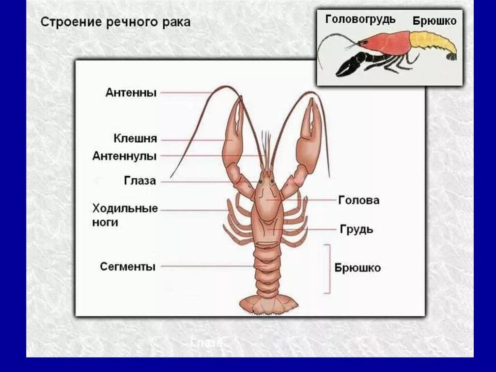 Членистоногие животные с тела имеющие. Строение ракообразных 7 класс биология. внешнее строение ракообразных 7 класс биология. ракообразные отделы тела биология 7 класс. внутреннее строение ракообразных схема.
