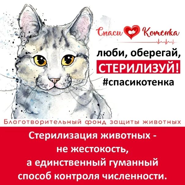Жизнь стерилизованной кошки. Стерилизация животных. Агитация о стерилизации животных. Реклама стерилизации животных. Стерилизация спасает жизни.