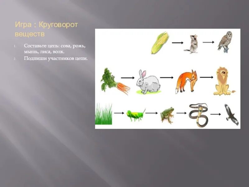 Цепь питания филина