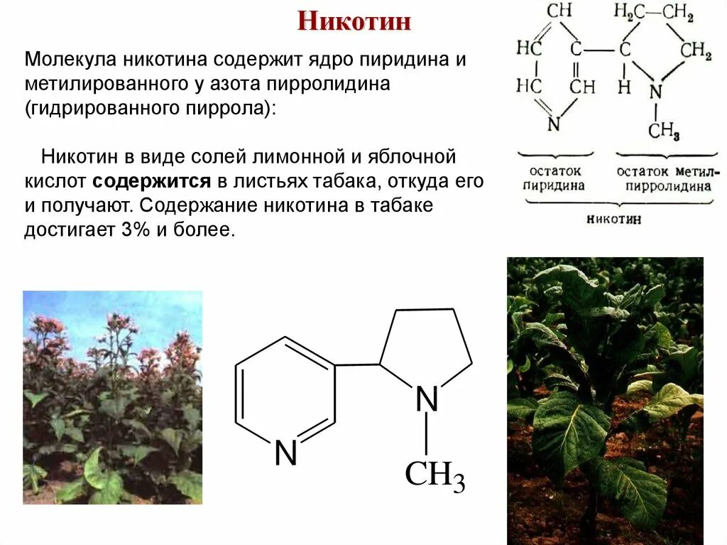 Никотин содержащий. Гетероциклические соединения лекция. молекула никотина. никотин строение молекулы. образование солей никотина.