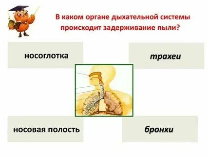 Строение организма тест 8 класс