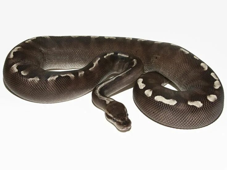 Королевский питон морфы лессер. Королевский питон морфы lesser mojave. Императорский удав альбинос. Питон региус пастель. Королевский питон super russo.