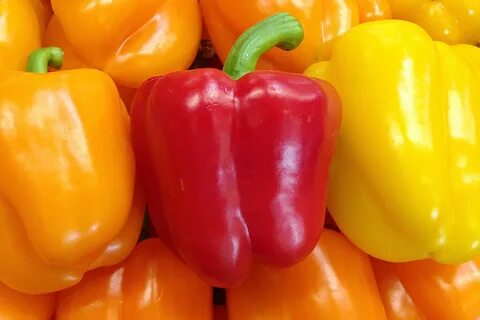 Bell pepper