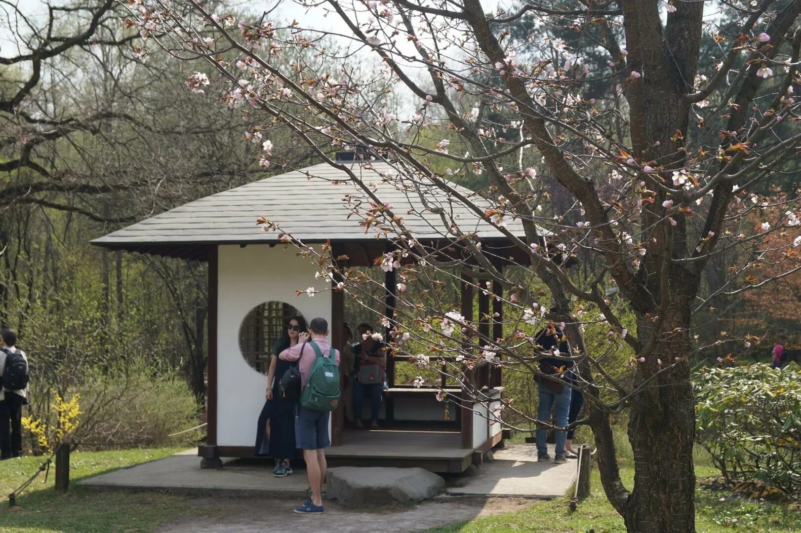 Сакура в аптекарском огороде. Бирюлевский дендропарк беседки. бирюлевский дендропарк сакура. аптекарский огород в москве сакура. беседки в дендропарке бирюлево.