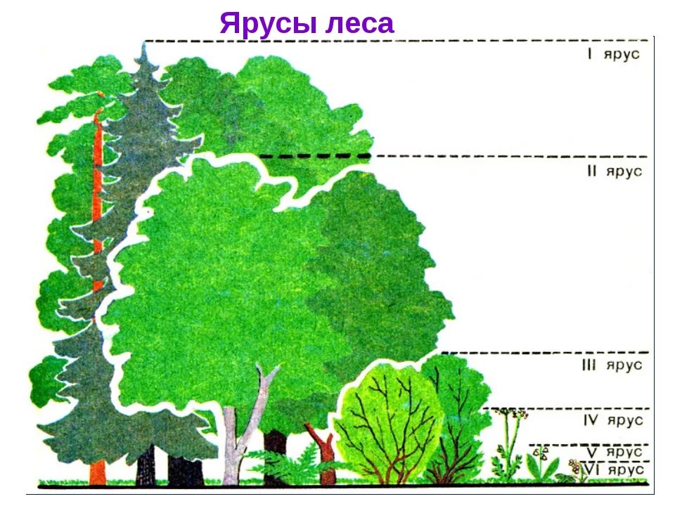 Растительное сообщество рисунок. Ярусы лиственного леса схема. Ярусность широколиственного леса. Ярусность смешанного леса схема. Смешанные и широколиственные леса ярусность.