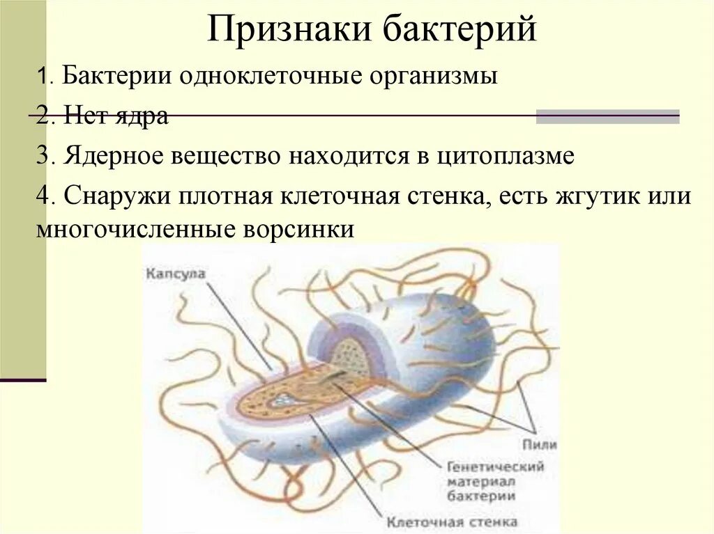 Ядерное вещество у бактерий расположено в