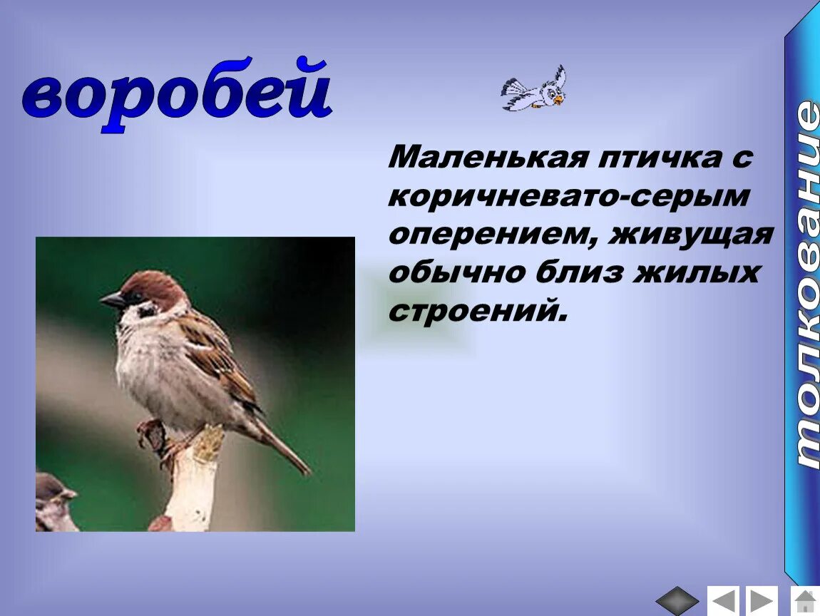 Как переводится серая птица на. Маленькая птичка с каричнево-серым оперением. Птица с коричневато-серым оперением. Воробей маленькая птичка с коричневато-серым оперением. Маленькая птица с коричнево серым оперением.