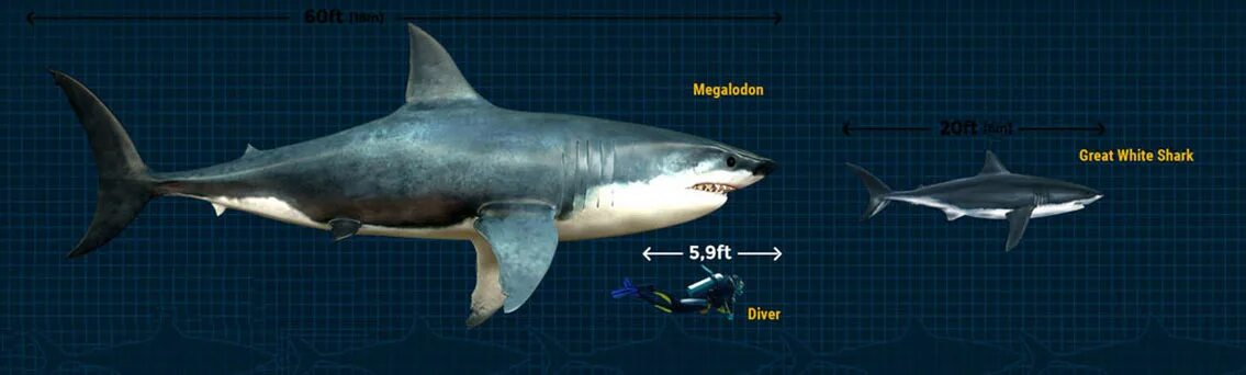 Какой длины акула. Размер акулы МЕГАЛОДОНА. МЕГАЛОДОН акула Размеры. МЕГАЛОДОН акула Размеры вес. МЕГАЛОДОН И белая акула.