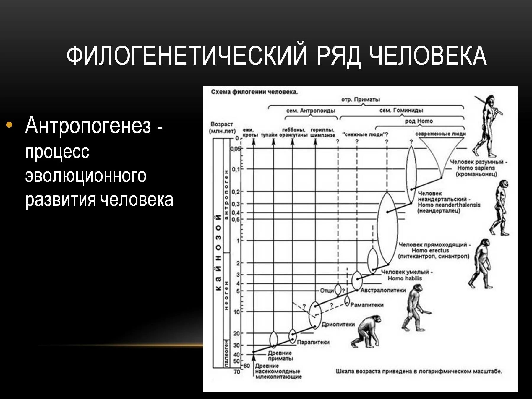 Схема происхождение человека основные этапы антропогенеза. Происхождение человека этапы антропогенеза. Антропогенез этапы развития Антропогенез. Антропогенез этапы эволюции человека.