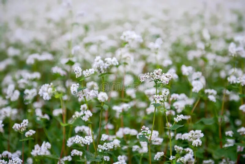 Lobularia maritima. Мелкие белые цветочки. Белые цветы. Белые цветы. Белые дикие цветы.