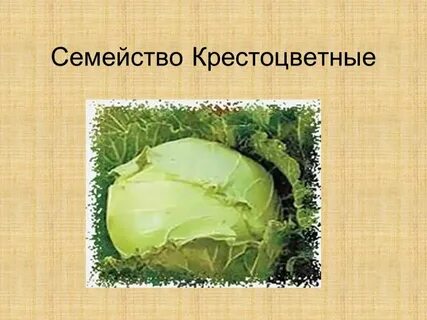 Презентация семейство крестоцветные