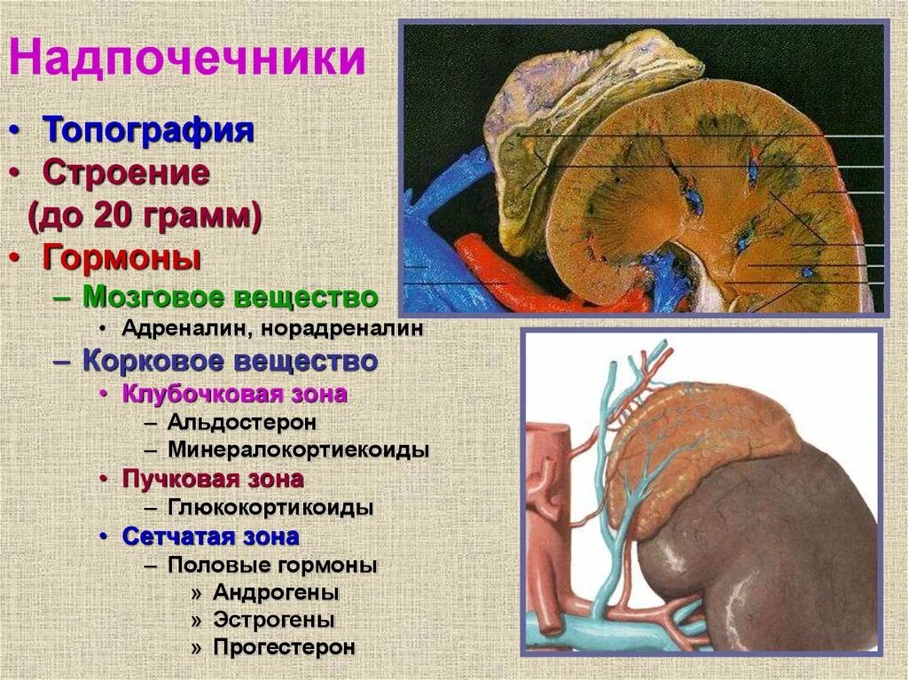 Корковое вещество почки функции. Надпочечники топография строение. Надпочечники строение анатомия. Корковое вещество надпочечников топография. Надпочечники строение и функции.