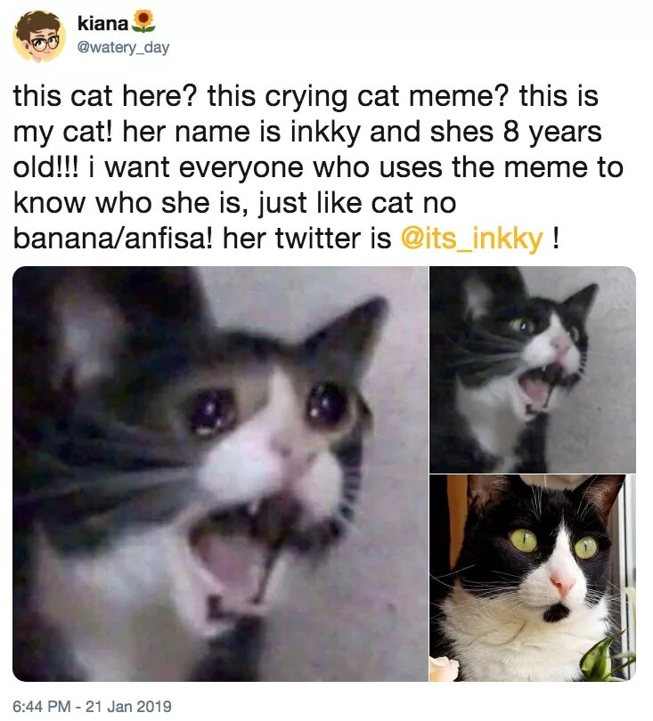 Смешные животные до слёз. Cat is here. Cat is here. Испуганный кот. Кошка на окне.