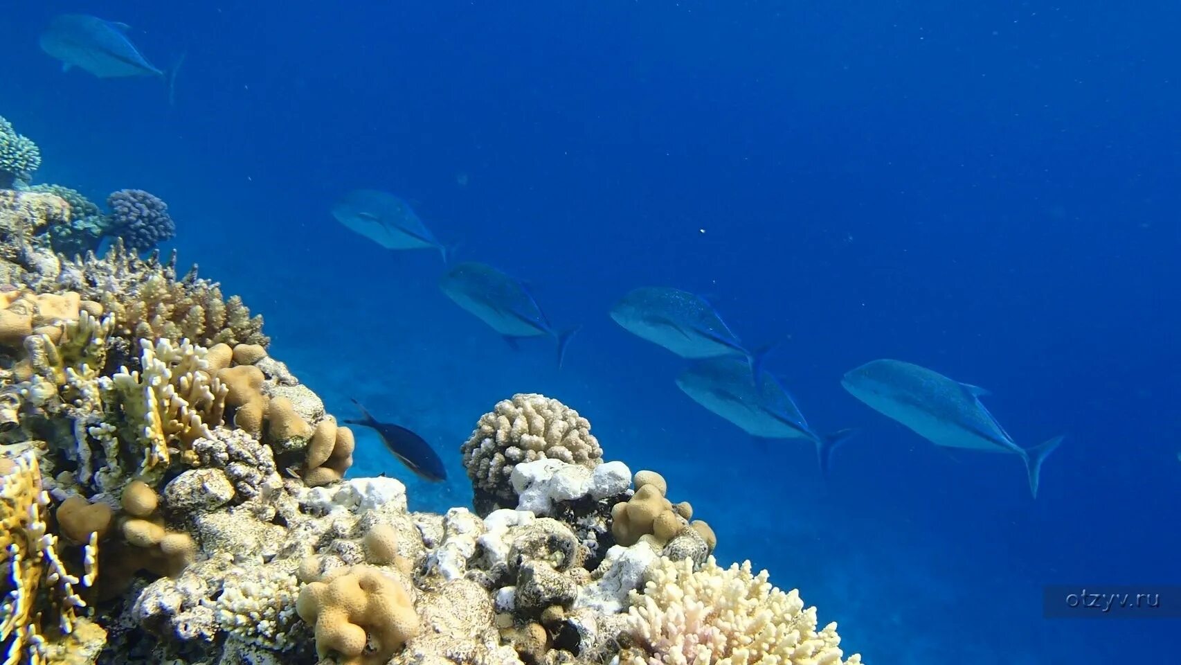 Маленькая рифовая акула шарм эль шейх. Акулы шарм шейх. Рифовая акула шарм эль шейх. Дайвинг с акулами шарм эль шейх. Акулы шарм шейх.
