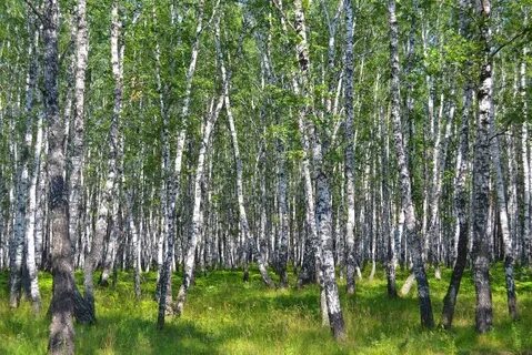 Входишь в рощу