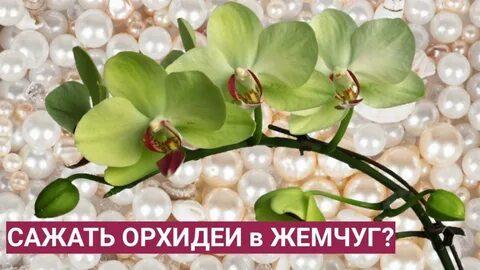 Орхидея pearls