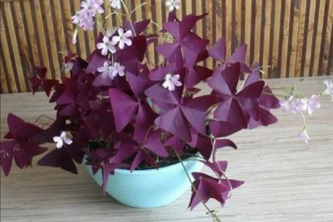 Кислица оксалис. Оксалис Кислица бабочки. Кислица треугольная (Oxalis triangularis). Оксалис Кислица треугольная бургунди. Домашние цветы бабочки