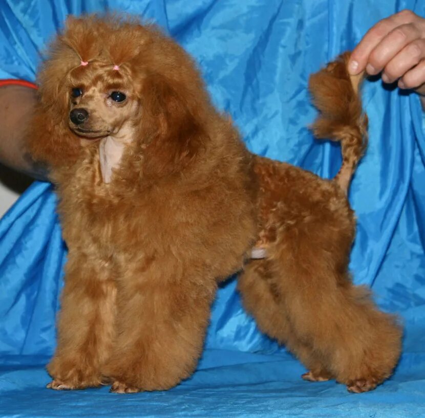 Карамельный пудель карликовый. Порода карликовый пудель. Карликовый пудель взрослый. Той пудель см. Карликовый пудель карликовый пудель.