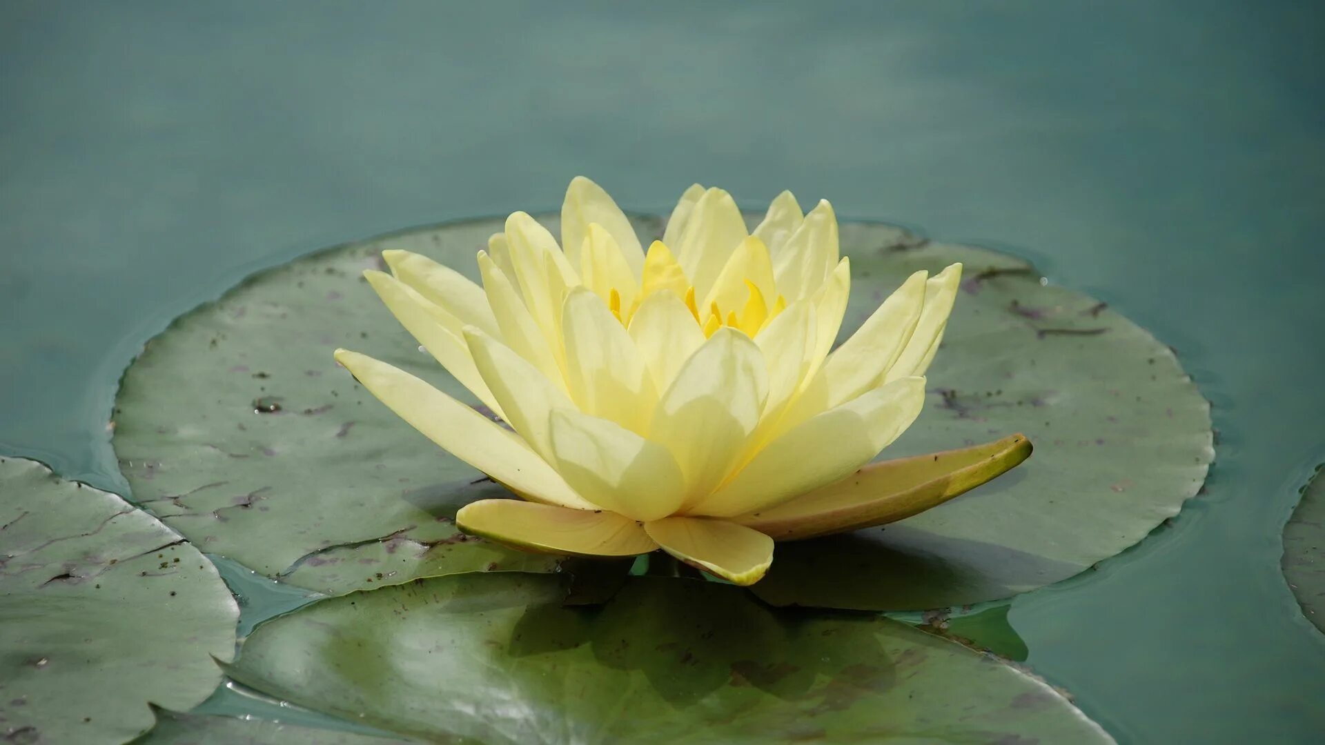 Белый лотос nymphaea lotus. Водяная лилия кувшинка. Водяная лилия кувшинка. Днем кувшинка нежится. Днем кувшинка нежится.