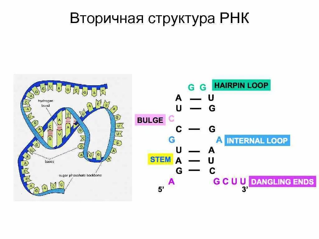 Молекула рнк построена. Структуры РНК первичная вторичная и третичная. Строение ТРНК первичная структура. Строение вторичной структуры ТРНК. Первичная структура информационной РНК.