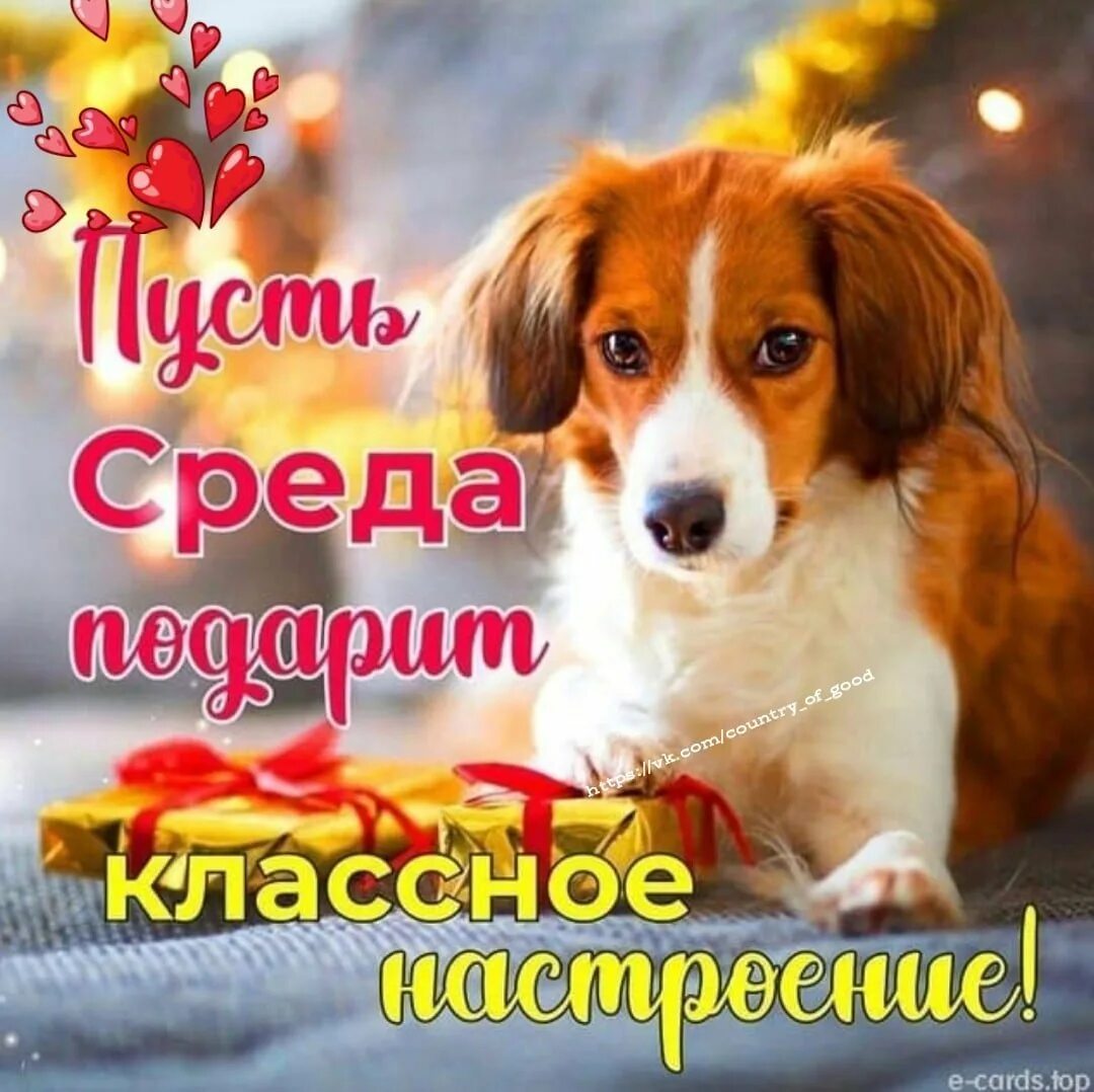 Классной среды. Пусть среда. замечательной среды собаки. открытки.среды.с.собаками.