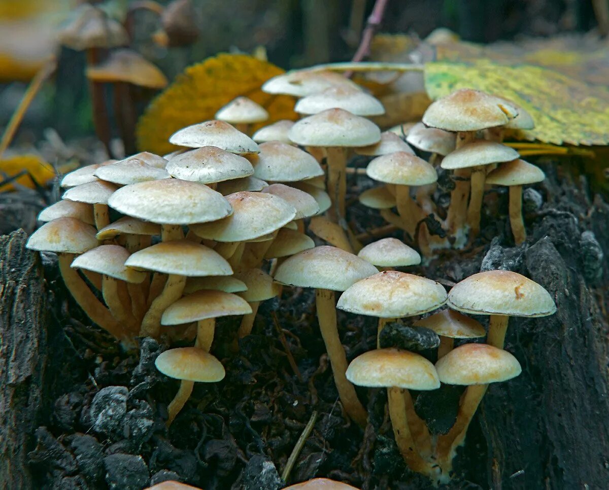 Ложноопёнок серно-жёлтый. Hypholoma fasciculare. Опята и поганки. Ложноопёнок серно-жёлтый гриб. Грибы опенок поганка