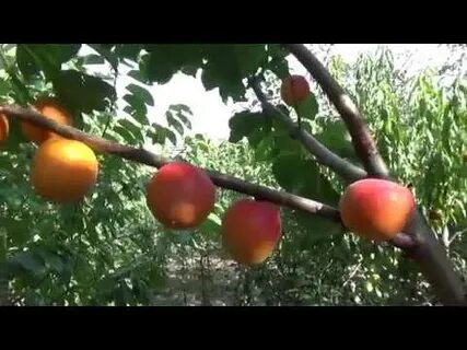 Абрикосы видео