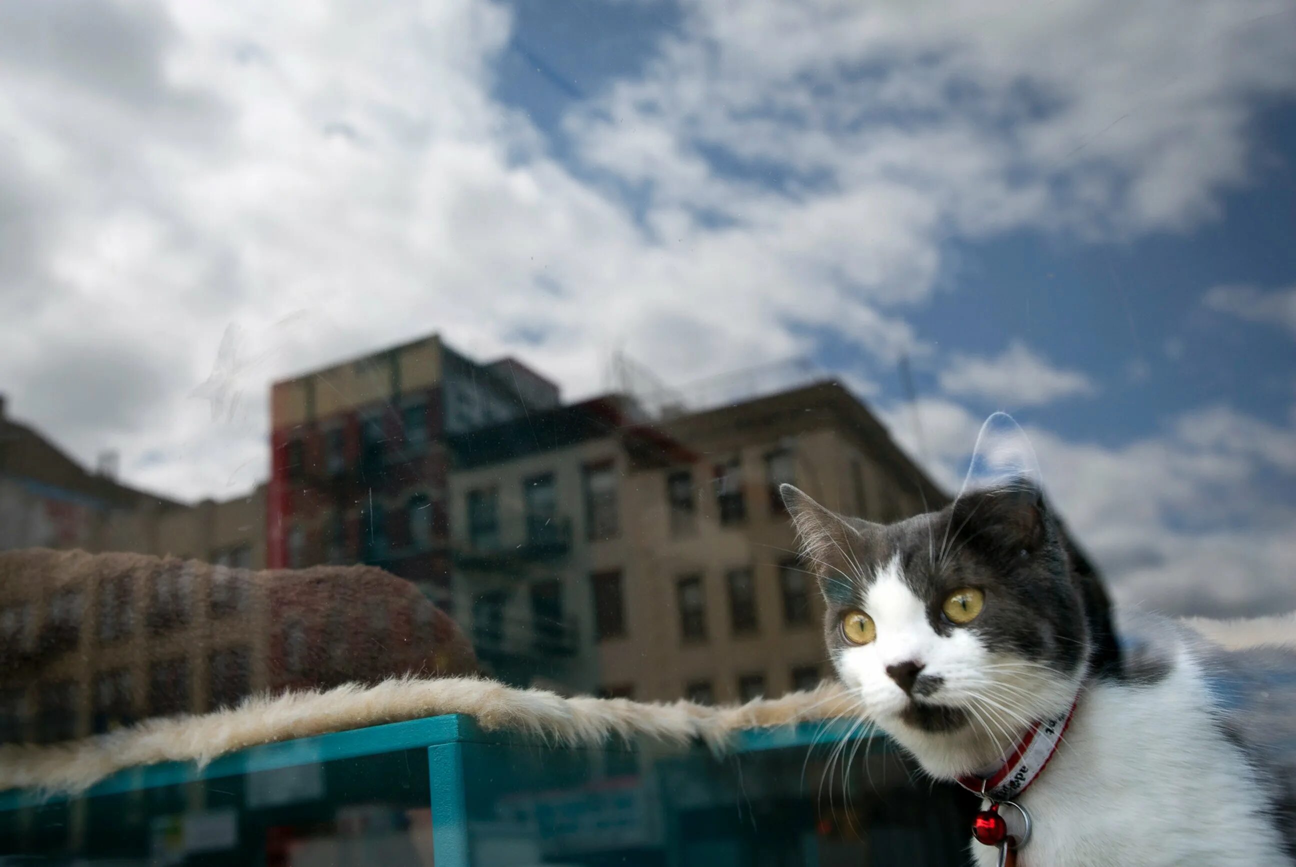 Движение первых кот. Коты в Нью-Йорке. Кот в Нью Йорке. Кошка в Нью Йорке. Первые коты.