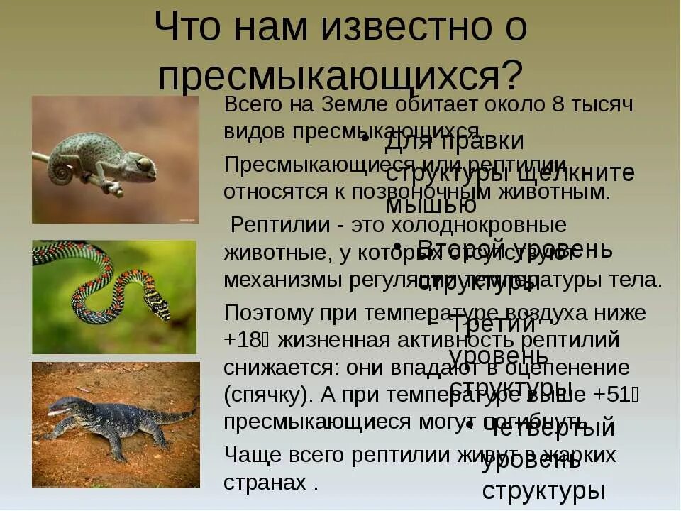 доклад по окружающему миру 2 класс про пресмыкающихся. что относится к рептилиям. значение рептилий в природе и жизни человека. многообразие земноводных и пресмыкающихся. пресмыкающиеся животные холодно.