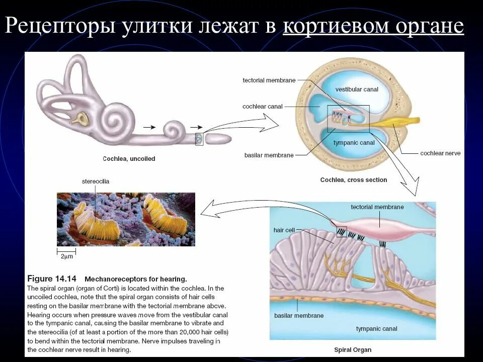 Рецепторы находятся в среднем ухе. Строение слуховых рецепторов улитки. Рецептор орган слуха Рецептор (Кортиев орган улитки);. Слуховые рецепторы улитки функции. Рецепторный аппарат улитки.