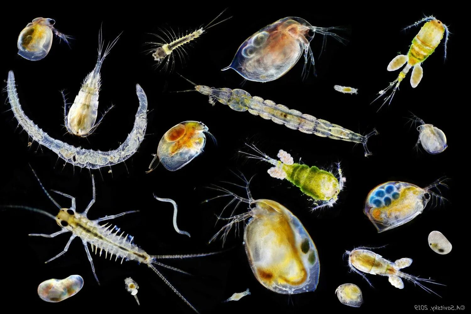 Ветвистоусые рачки. Криль зоопланктон. Зоопланктон коловратки. Зоопланктон и фитопланктон.