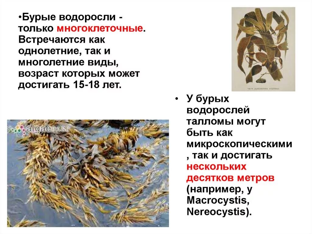 Бурая водоросль продуцент. Многоклеточные бурые водоросли. Однолетние бурые водоросли. Классификация бурых водорослей. Водоросли однолетние или многолетние.