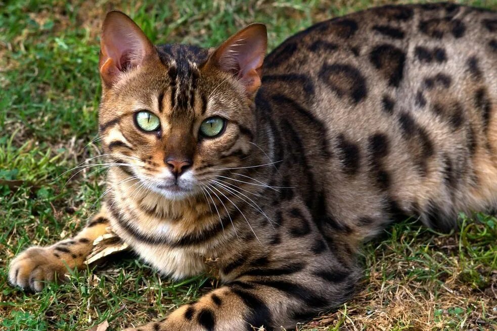 Бенгальская сколько живут. Бенгальская кошка. Бенгальская леопардовая кошка. Бенгальская короткошерстная бенгал. Бенгальская кошка леопардового окраса.