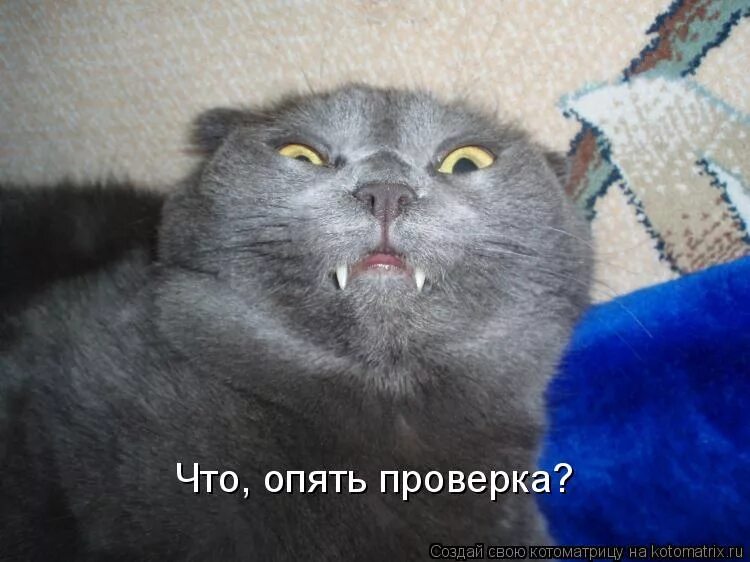 Мне в небо. Проверь дружок готов ли ты начать урок. Так блэт птичка мем. Опять проверка. Афоня мем.